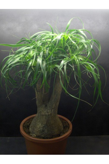 Plant in pot 4